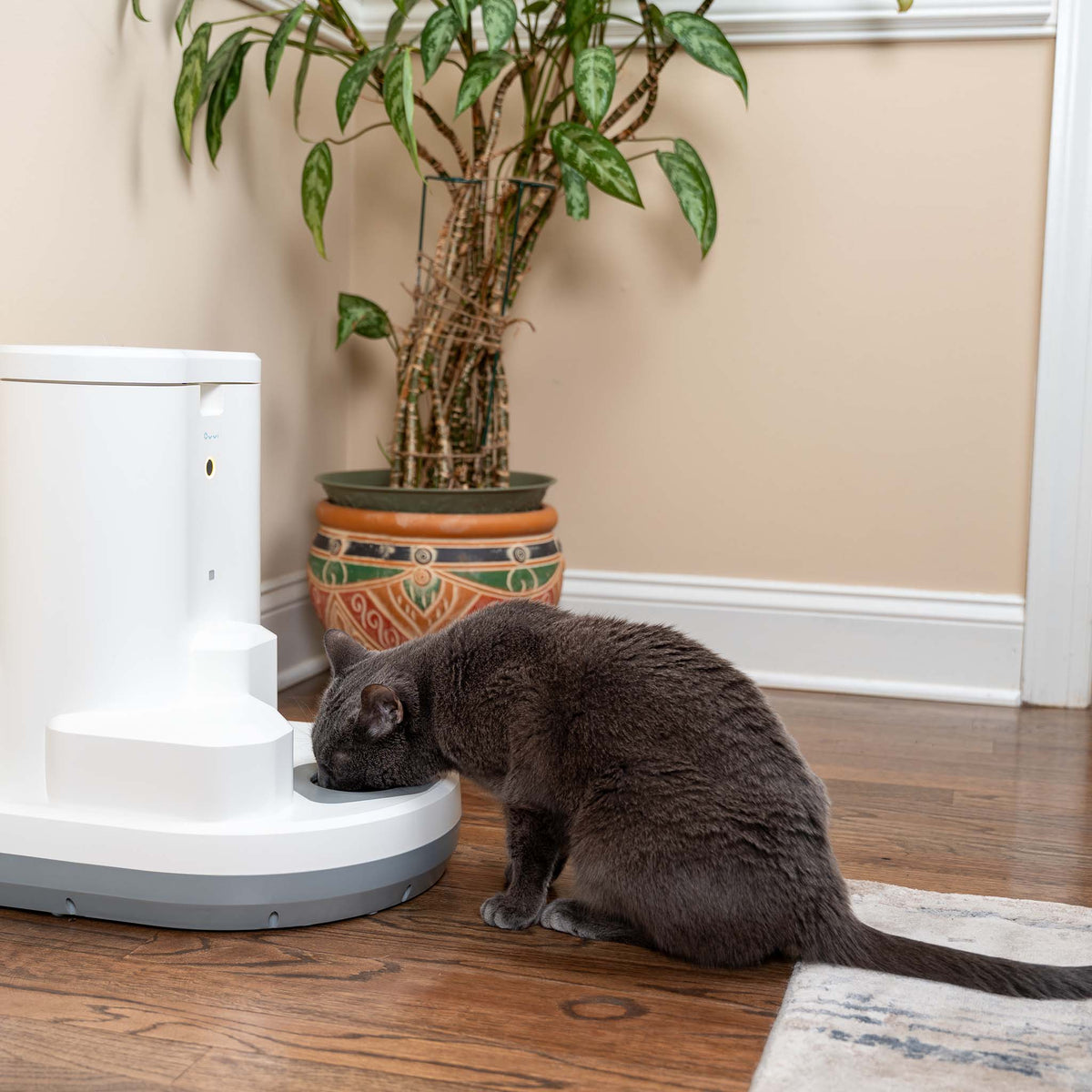 How Smart Feeders Reduce Mealtime Anxiety in Cats