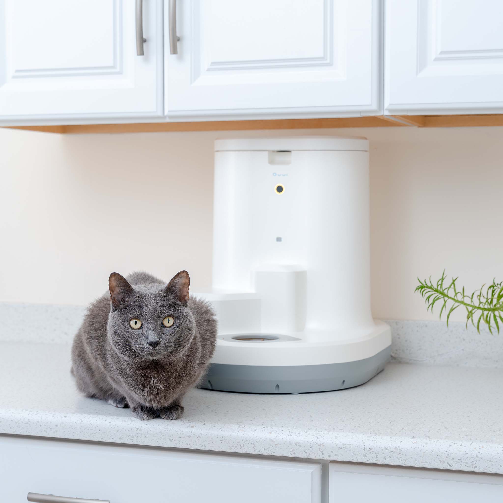 Feeding Your Cat: Why an Automatic Feeder Is a Smarter, Healthier Choice