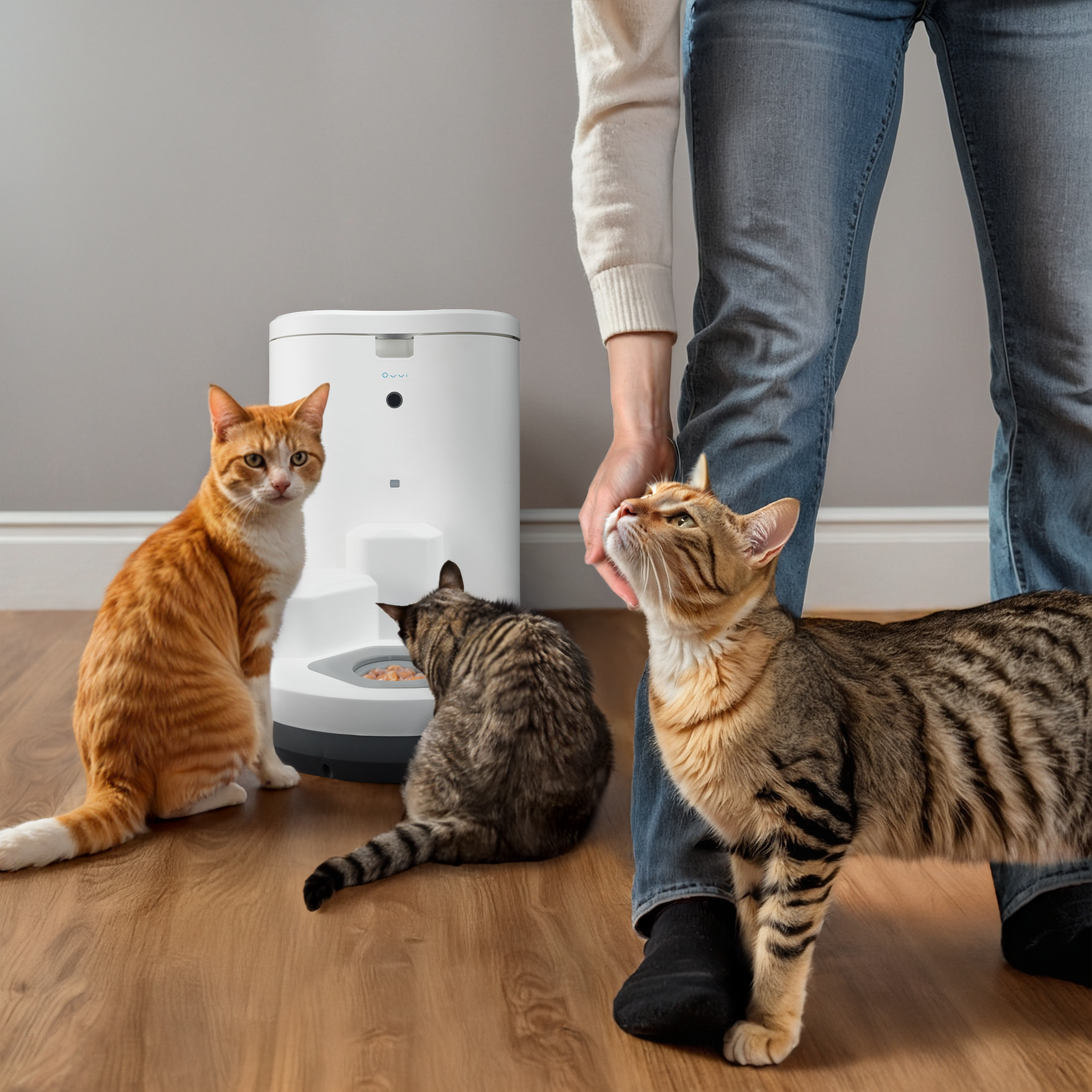 How to Transition Your Cat to a Wet Food Diet Safely