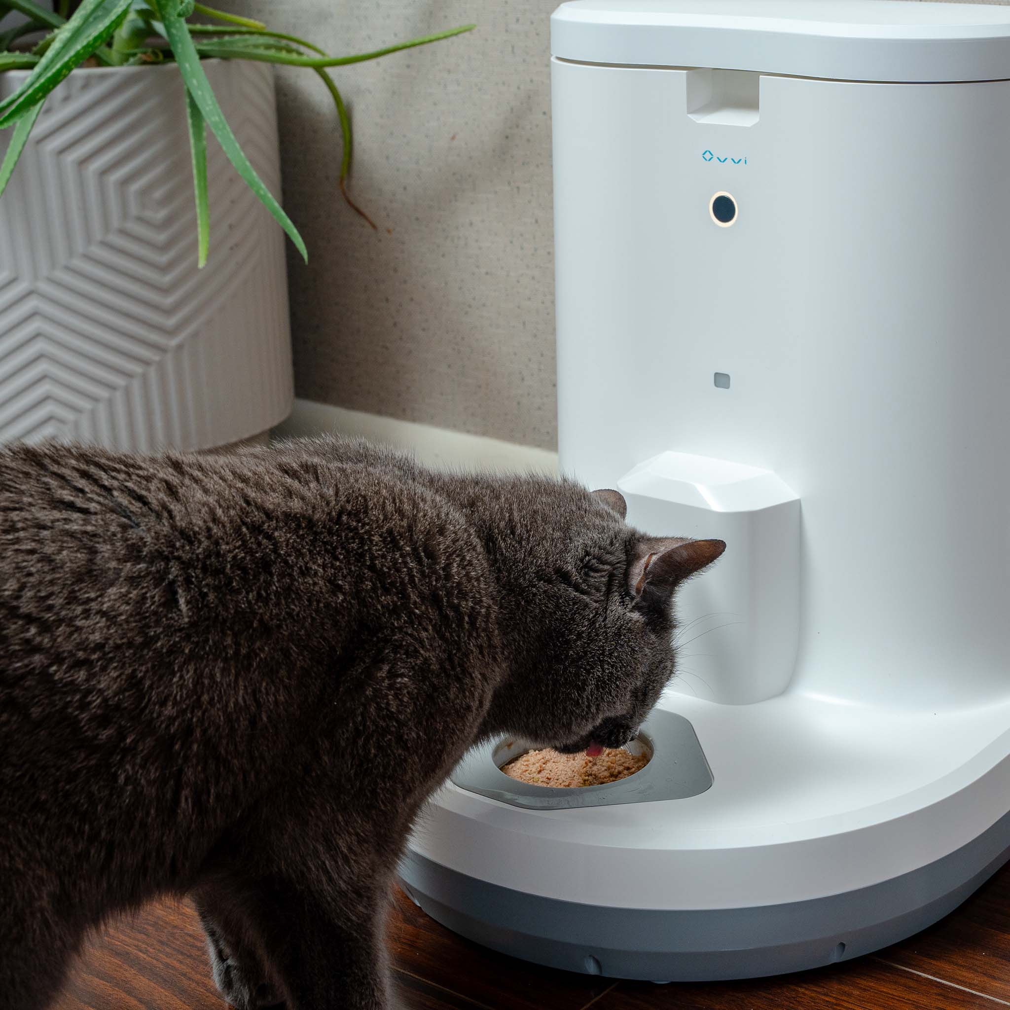 What Your Cat’s Eating Habits Say About Their Health and Mood