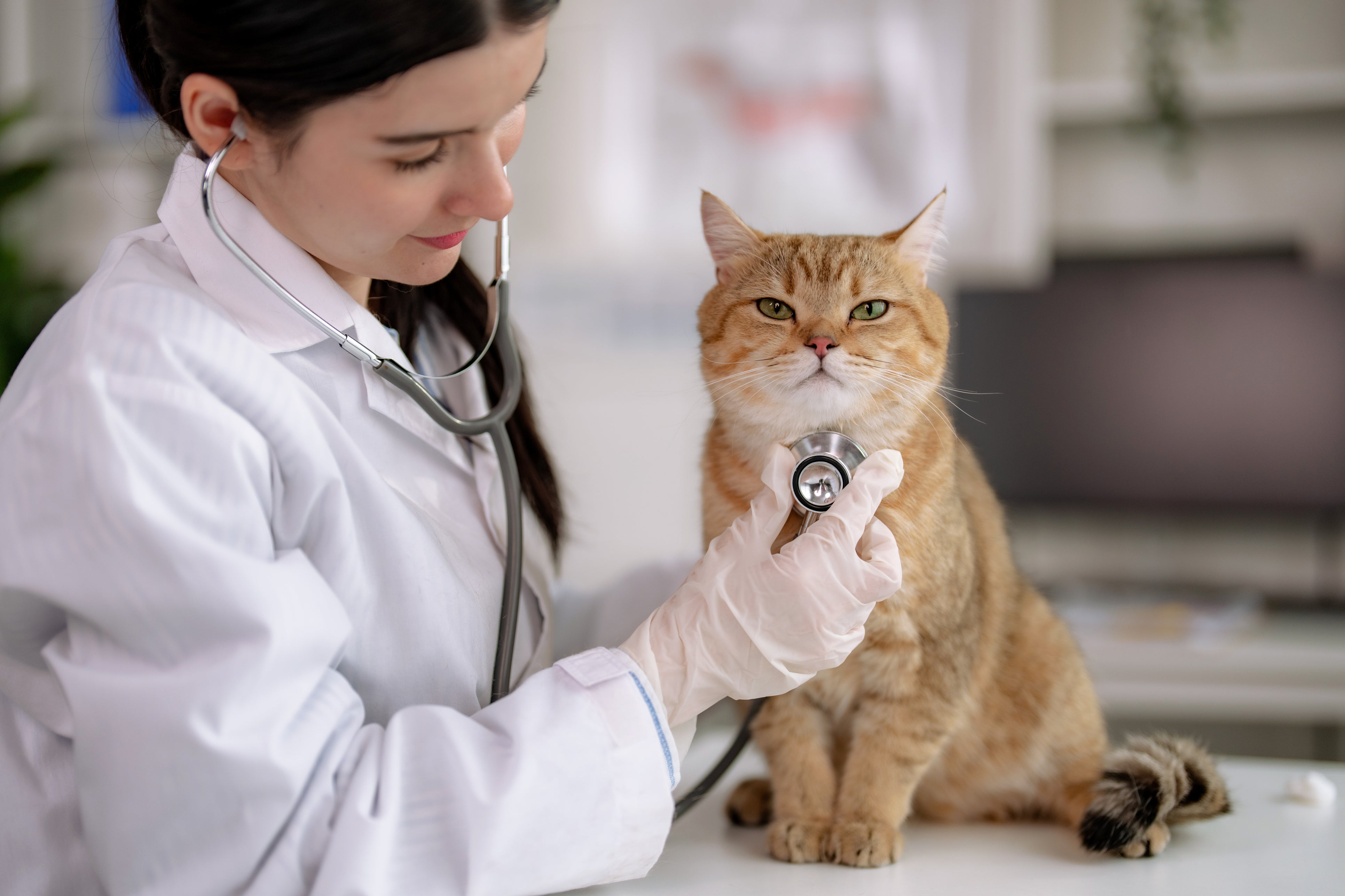 Veterinarian using a stethoscope to examine an orange tabby cat during a wellness check for chronic disease management