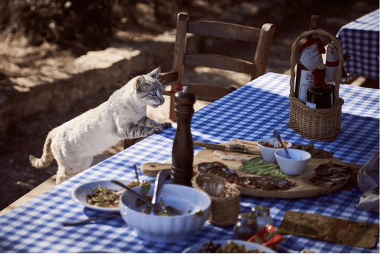 Human Foods That Can Be Shared With Cats