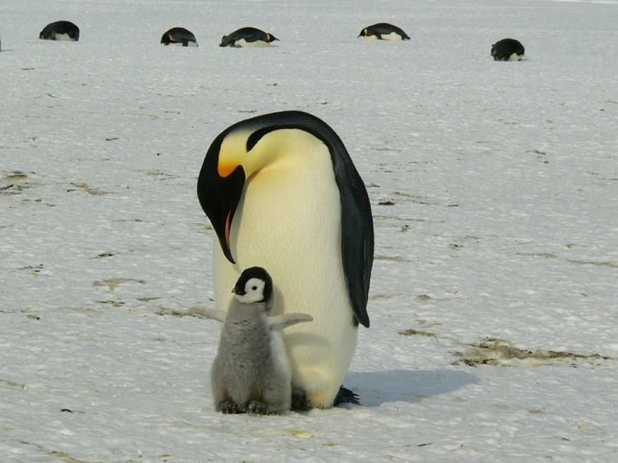 Worlds Best Dads! 10 Animals With Dedicated Fathers