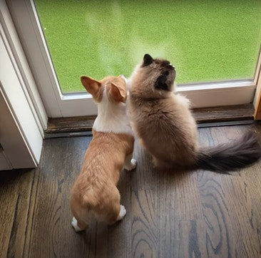 Cutest Friendships Between Cats And Other Animals