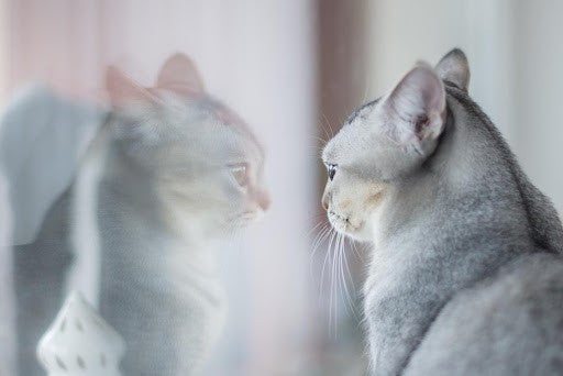 What Is Your Cat Thinking When They Look In The Mirror