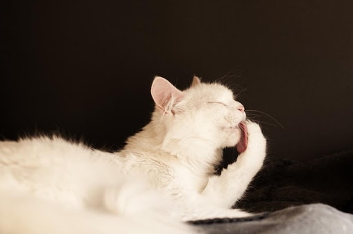 7 Cat Grooming Tips: Do Cats Need To Visit The Groomer