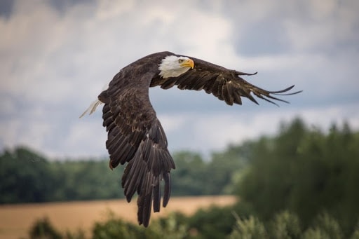 Bald Eagles Are Back! Here’s How To Protect Your Furry Friend