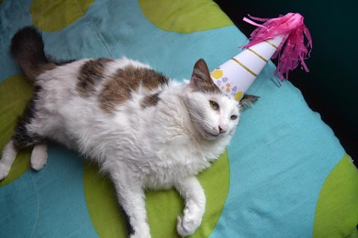 7 Tips For Giving Your Pet The Best Birthday “Pawty” Ever!